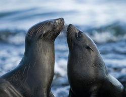 海狗最新爆料新闻,揭秘娱乐圈最新劲爆事件 第2张 海狗最新爆料新闻,揭秘娱乐圈最新劲爆事件 第2张