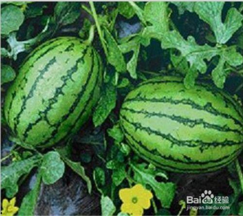 江西网红吃瓜事件,揭秘网络舆论背后的真相  第3张