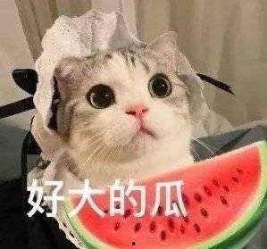 网红小猫吃瓜视频,萌态百出引网友热议