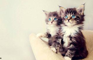 网红小猫吃瓜视频,萌态百出引网友热议 第2张 网红小猫吃瓜视频,萌态百出引网友热议 第2张