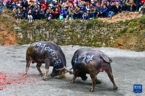 斗牛 在线观看,在线观看激情四溢的竞技对决 第1张 斗牛 在线观看,在线观看激情四溢的竞技对决 第1张