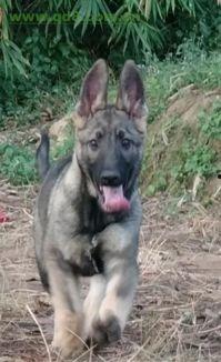 昆明宠物爆料网最新消息,最新宠物动态盘点,带你领略萌宠风采 第2张 昆明宠物爆料网最新消息,最新宠物动态盘点,带你领略萌宠风采 第2张