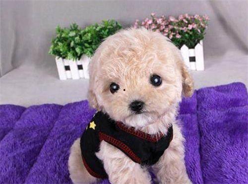 昆明宠物爆料网最新消息,最新宠物动态盘点,带你领略萌宠风采 第3张 昆明宠物爆料网最新消息,最新宠物动态盘点,带你领略萌宠风采 第3张