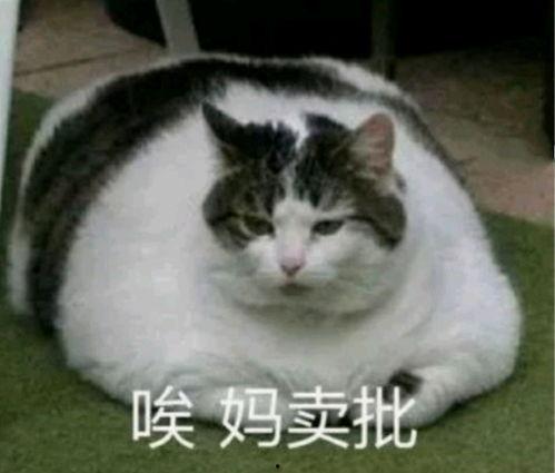 娱乐圈猫猫吃瓜小说,猫猫吃瓜,揭秘明星背后的秘密 第3张 娱乐圈猫猫吃瓜小说,猫猫吃瓜,揭秘明星背后的秘密 第3张