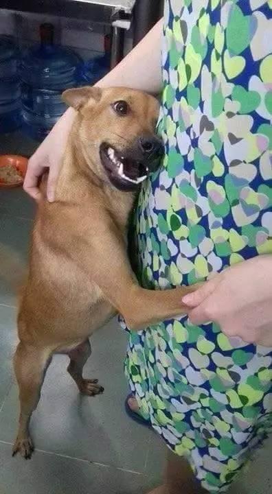 狗狗被偷怎样爆料家人视频,揭秘偷狗者家人视频曝光