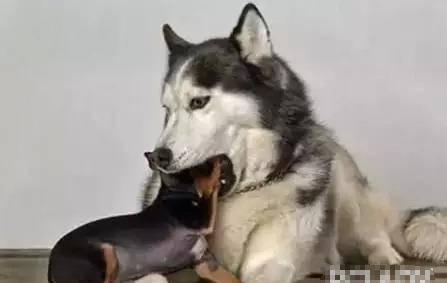 二哈新皮肤爆料视频,炫酷造型引网友热议! 第2张 二哈新皮肤爆料视频,炫酷造型引网友热议! 第2张