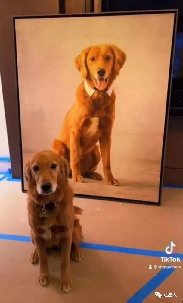 早期狗子爆料视频大全,揭秘娱乐圈幕后真相  第2张