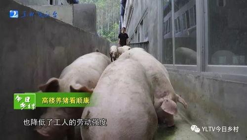 肥猪爆料虎子怎么做视频,揭秘虎子视频制作背后的秘密