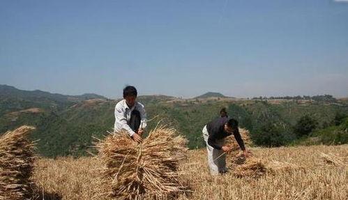 河南网红爆料小麦视频,揭秘小麦种植背后的故事