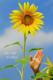 电影向日葵在线观看,追寻阳光的温暖旅程