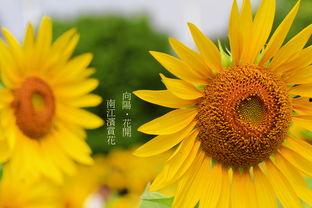 电影向日葵在线观看,追寻阳光的温暖旅程 第2张 电影向日葵在线观看,追寻阳光的温暖旅程 第2张