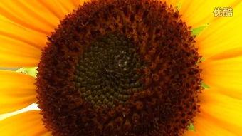 电影向日葵在线观看,追寻阳光的温暖旅程 第3张 电影向日葵在线观看,追寻阳光的温暖旅程 第3张